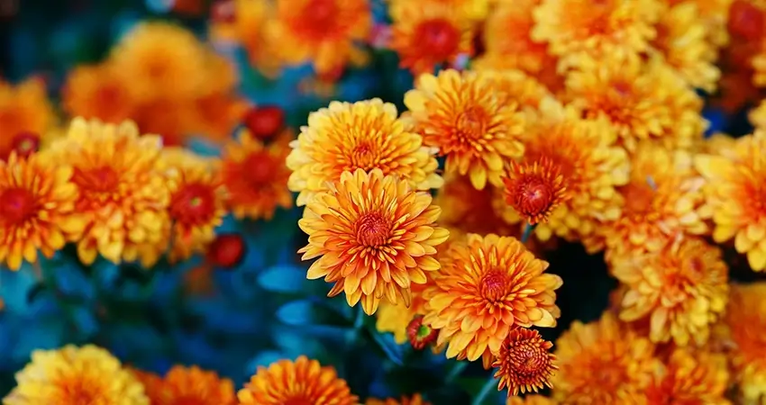 Brilliant orange mums