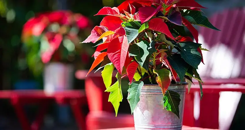 Holiday poinsettia in a tin bucket